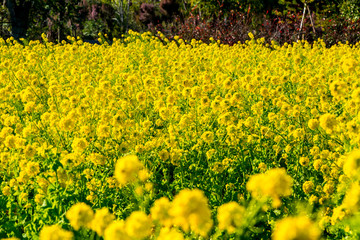 大神の早咲き菜の花