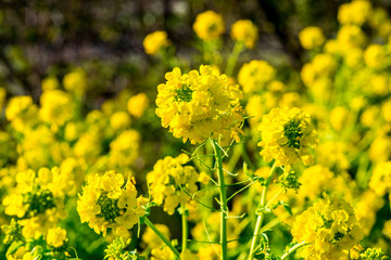 大神の早咲き菜の花