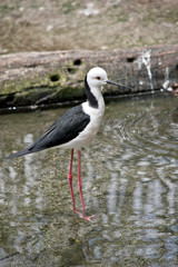 the black winged stilt is walking in water