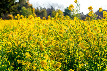 大神の早咲き菜の花