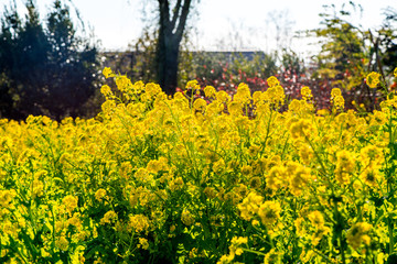 Obraz premium 大神の早咲き菜の花