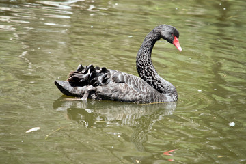 this is a side view of a black swan