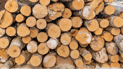 Harvested birch wood, logs laid in bulk