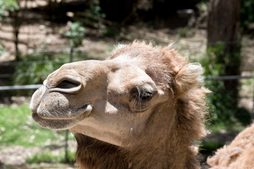 Obraz premium this is a close up of a camel