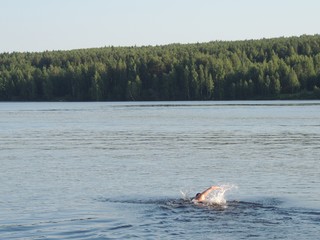 Fototapeta premium man swimming in the river