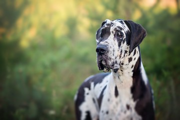 dog breed dane with a black and white color in the green in the summer