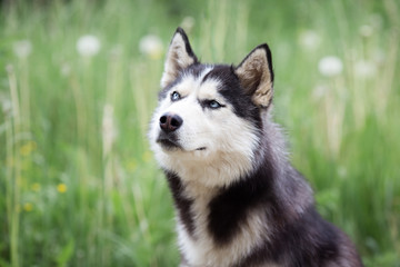 Naklejka na ściany i meble husky dog with blue eyes