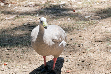 the cape barren goose is walking across a field