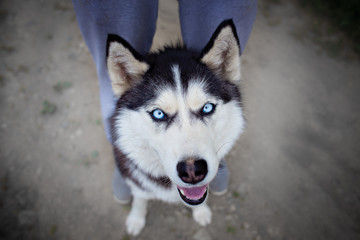 husky dog with blue eyes