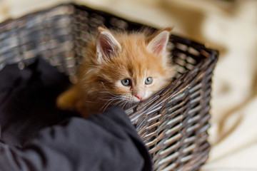 red or ginger little kitten in basket