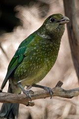 the catbird is calling to another catbird