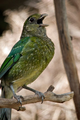 the catbird is calling to another catbird