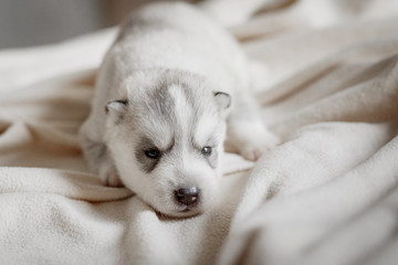 Fototapeta premium sleeping newborn puppy of husky breed of silver color lies on a neutral background with eyes closed