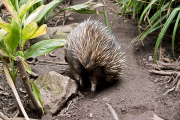 the echidna is having a scratch
