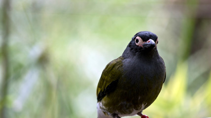 this is a close up of a figbird