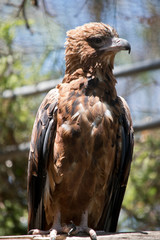 the black kite is resting on a perch