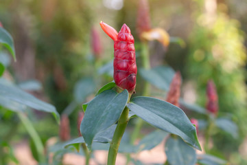 Red Shampoo Ginger flower or Zingiber zerumbet with sunlight on blur nature background.