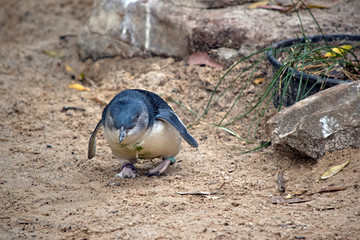 the fairy penguin is walking to the water