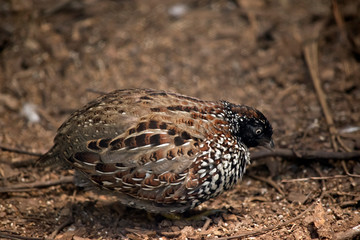 the black breasted button quail looking for food