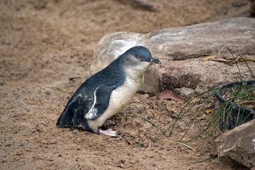 this is a side view of a fairy penguin