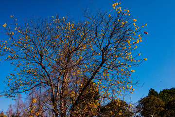 高尾山のロウバイ