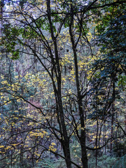 A dark forest in autumn 