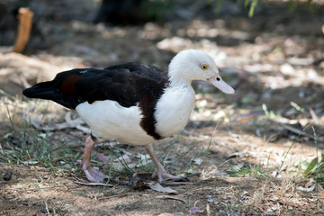 this is a side view of a radjah shelduck