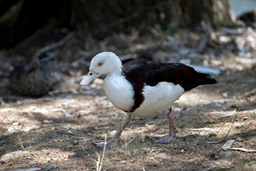 this is a side view of a radjah shelduck