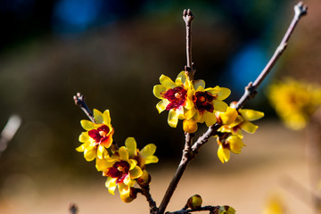 高尾山のロウバイ