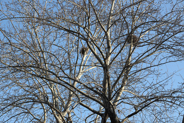 Bird's nest in winter sunlight