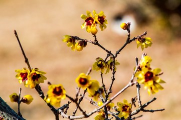 高尾山のロウバイ