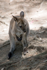 the joey red necked wallaby is resting
