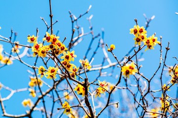 高尾山のロウバイ