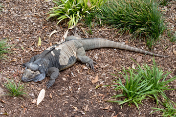 the Rhinoceros iguana is crawling on the grassed area
