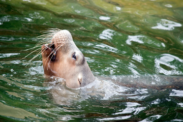 this is a close up of a sealion