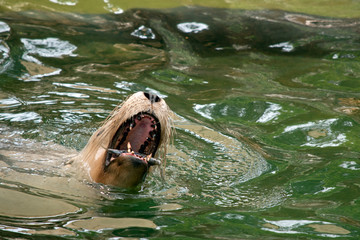 Fototapeta premium the sealion is eating a fish