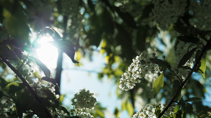 The sun's rays Shine through the leaves and flowers of the bird cherry tree.