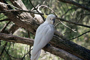 this is a close up of a sulphur crested cockatoo