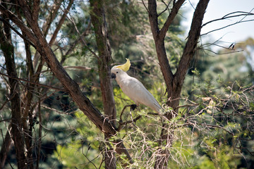 this is a close up of a sulphur crested cockatoo
