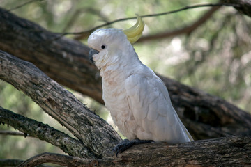 this is a close up of a sulphur crested cockatoo
