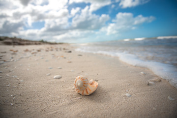 Spiral Seashell on sand