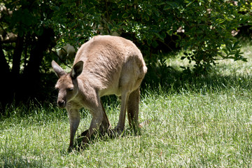 the western grey kangaroo is eating grass