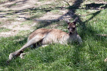 Naklejka na ściany i meble this is a young kangaroo resting