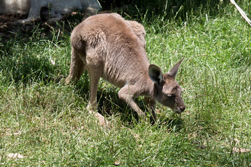 Fototapeta premium the joey western kangarool is in the tall grass