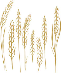 hand drawn vector illustration ears of wheat