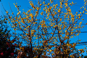 南大分のロウバイ