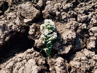 young plant growing in soil