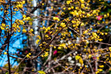 南大分のロウバイ