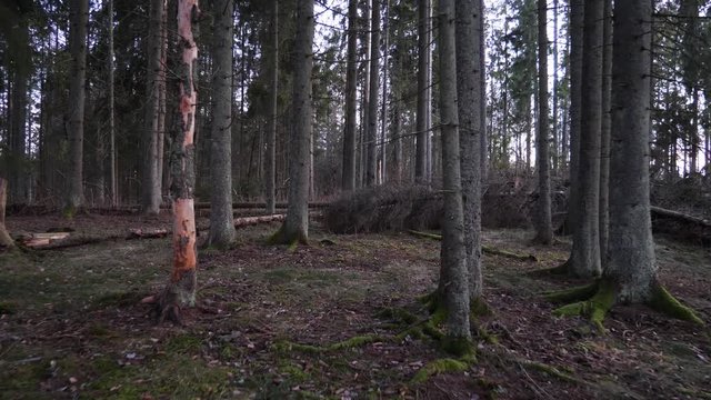 Walking or floating through a spooky forest asdarkness falls - concept: alone, lost, afraid, lonely, panic, fright, scary