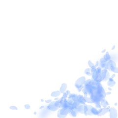 Dark blue flower petals falling down. Eminent roma